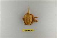 藏品(顯著瓊娜蟹)的圖片